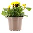 Pansy F1 Yellow with Blotch Hybrid 2L Pot BeddingAlternative Image1